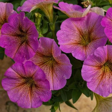 3240 Петуния BEAUTICAL SUNRAY PINK (ВЕСНА 2025)