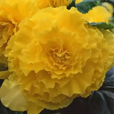 S2355 Бегония клубневая AmeriHybrid Ruffled Yellow 5 шт.