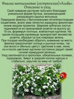 Фиалка мотыльковая Альба сестринская