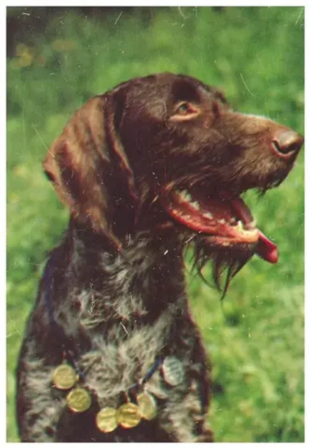 Почтовая открытка СССР - Дратхаар 1987 г.