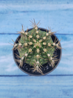 Gymnocalycium T-Rex Pink hybride (Гимнокалициум T-rex)