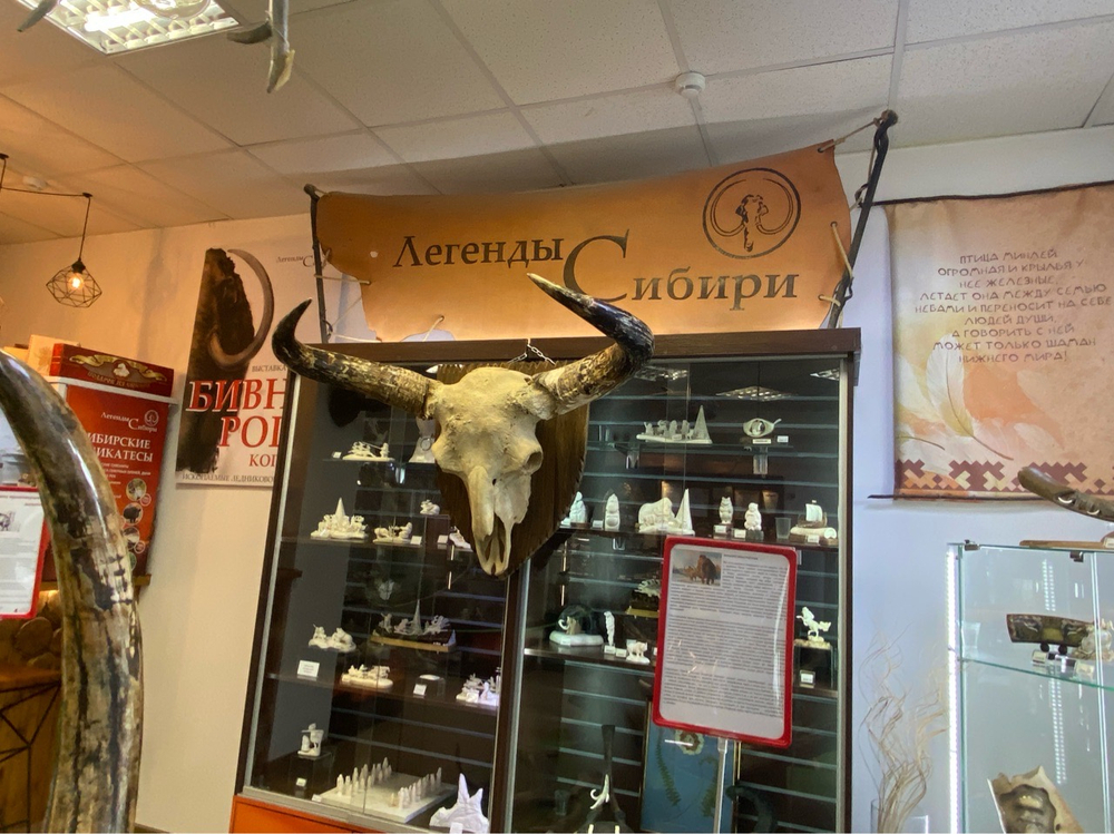 Череп ископаемого бизона