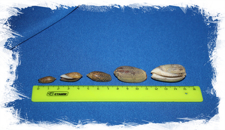 Олива Небулоса, 2-4см, 100гр, 40шт