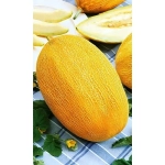 Семена Дыня Лада (Марс) 0,5гр Б/П