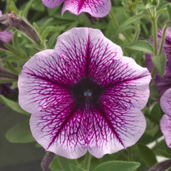 Петуния ампельная Опера Парпл Вейн F1 (50др) Витагрин Профи