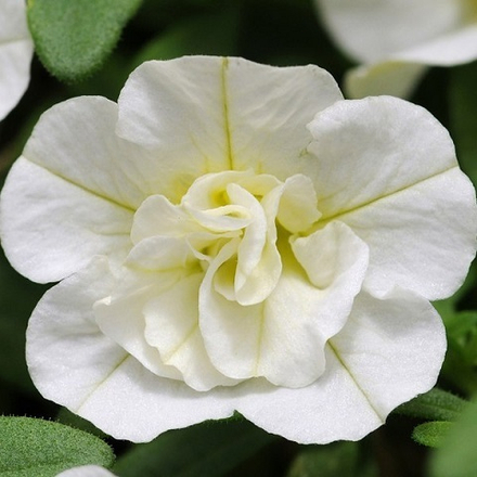 Калибрахоа Aloha Double White р9 1шт