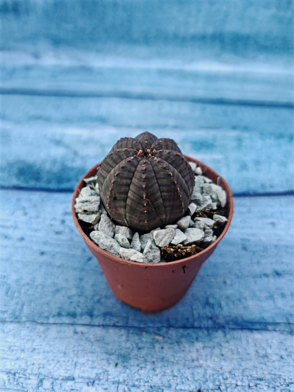 Суккулент Euphorbia Obesa (Эуфорбия)
