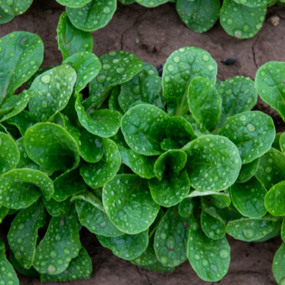 Бонвита семена корн салата (Enza Zaden / ALEXAGRO) культура – фото 3