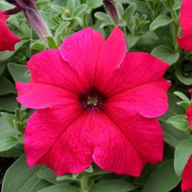 S60227 Петуния кустовая Grandiflora Prism Deep Rose 100 шт.