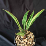 Сансевиерия SUDWALLA CAVE PURPLE SPOON VAR