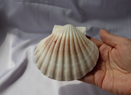 Раковина Пектен Албикан (Pecten albicans) двустворчатая (склеена), 9-12см, 1шт