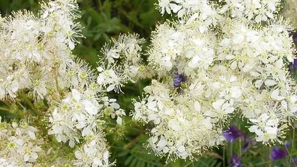 Лабазник вязолистный (белоголовник)