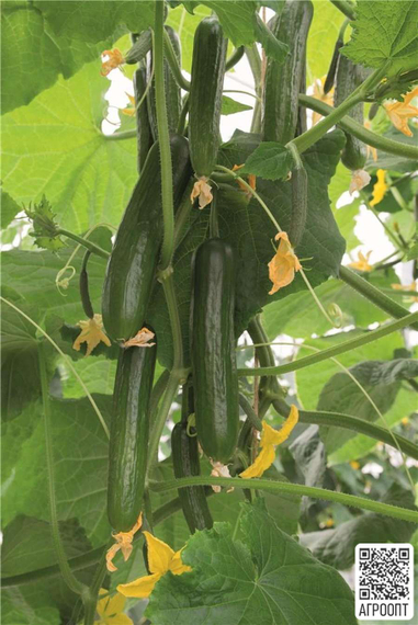 Йилдо семена огурца партенокарпического (Bejo / Бейо) – фото 2