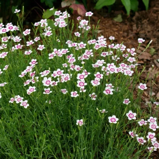 Гвоздика травянка Торонто Р9 Закупка М36 получение май-июнь 2026