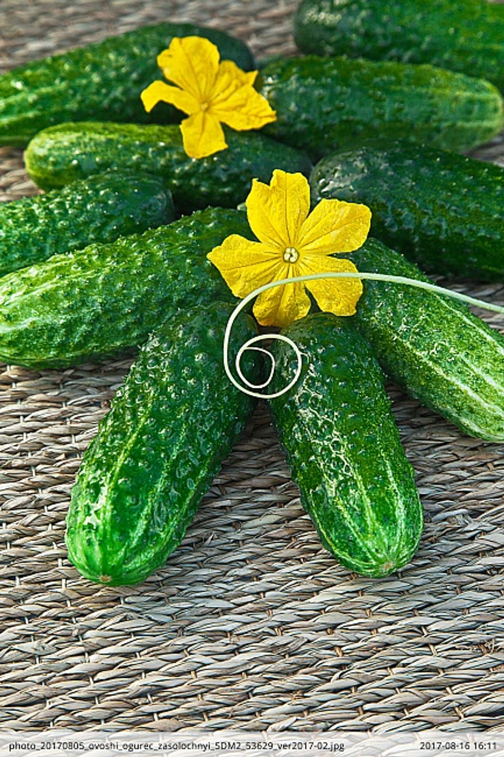 Огурец Засолочный 10шт Б Волжский Сад