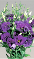 Лизиантус (Эустома) крупноцветковый SUPER MAGIC DEEP BLUE