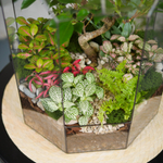 Готовый флорариум Ботанический сад Фикус XL