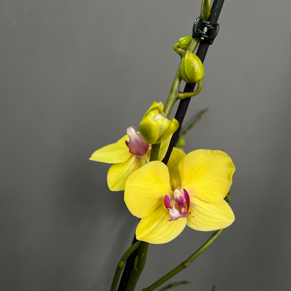 Орхидея Фаленопсис