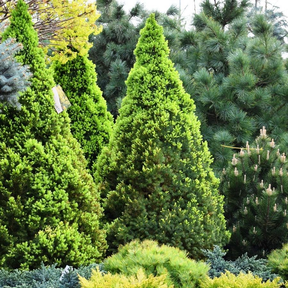 Ель канадская Conica