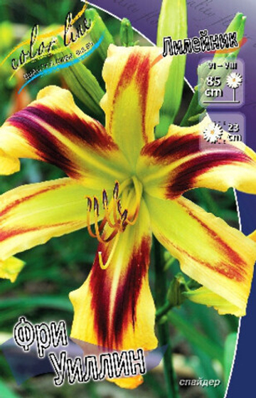 Лилейник Фри Уилин