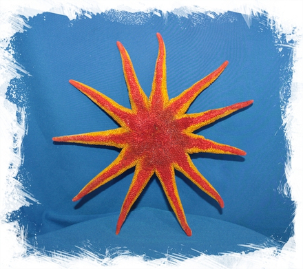 Солнечная морская звезда, 17-19см, 1шт