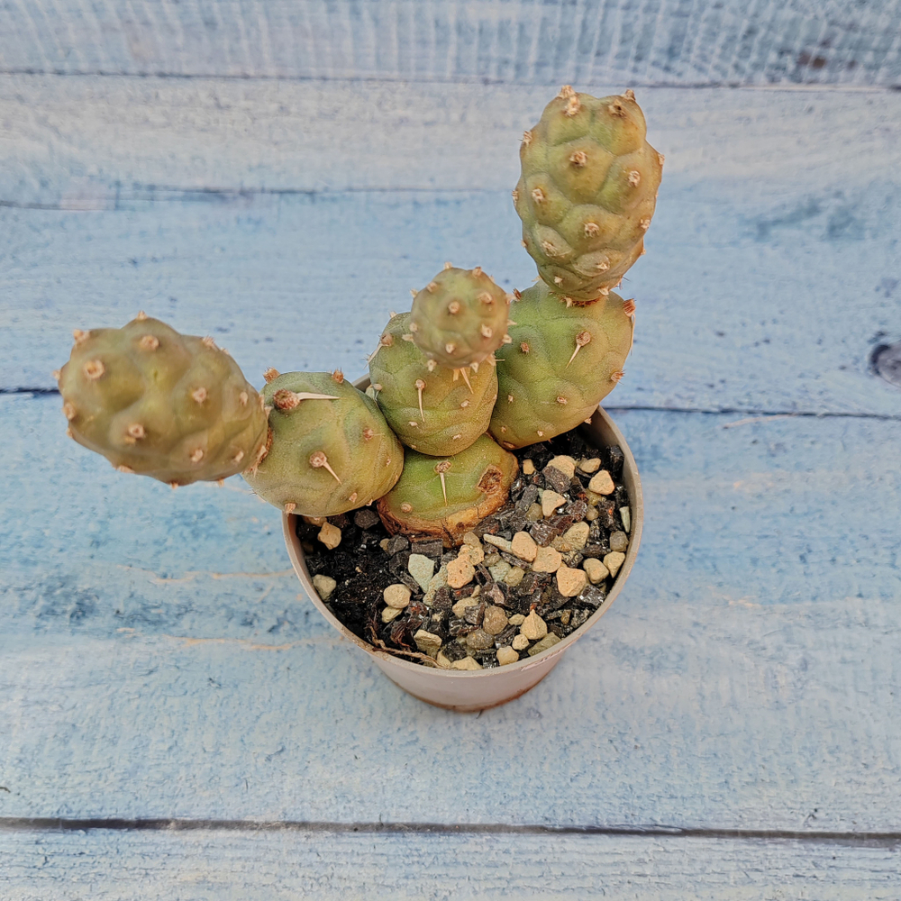 Tephrocactus Articulatus (Тефрокактус)