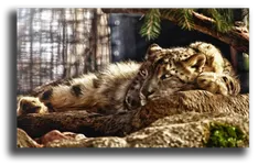 Постер "Спокойный леопард"