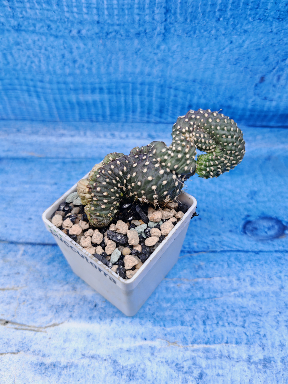 Opuntia Fulgida Cristata (Опунция)