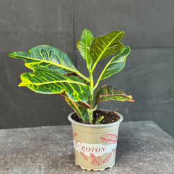 Кротон (Codiaeum variegatum)