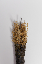 «Факел» из полыни и черного пчелиного воска