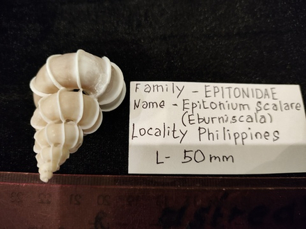 Эпитониум Скаляр