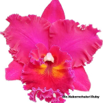 Орхидея ринхолелиокаттлея RLC. NAKORNCHAISRI RUBY