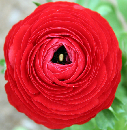 Ранункулус/Лютик азиатский Ред