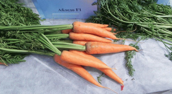Абледо F1 семена моркови курода/шантане (Seminis / Семинис) – фото 4