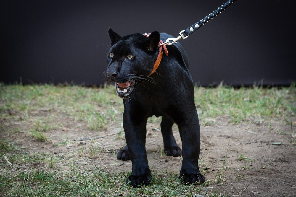 Panthers 3 years