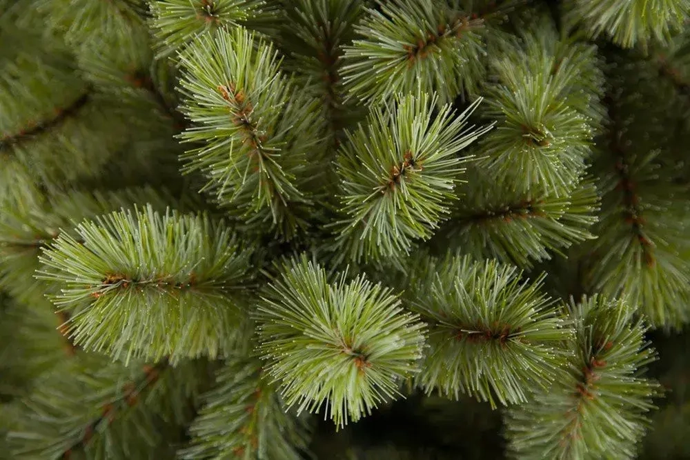 Ель Лесная красавица голубая 120 см., леска+пвх, Triumph Tree (73618)