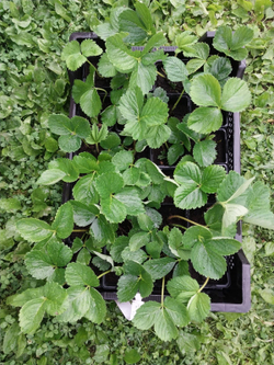 Саженцы клубники ранней (земляника садовая) сорт Альба, комплект (набор) 2 шт.