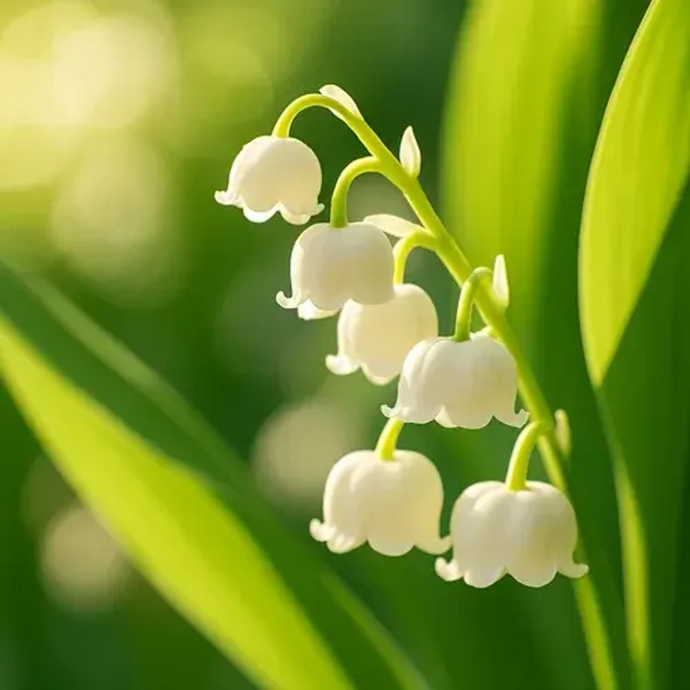 Отдушка TFC - Аромат ландыша (Muguet)