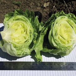 ЭЛСОЛ семена салата (Nunhems | Alexagro)