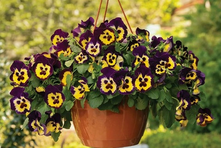 Виола ампельная Топ Вейв Санберст МАРТ Рассада ОКС