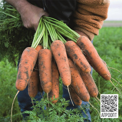 Кардифф F1 семена моркови курода/шантане (Bejo / Бейо)