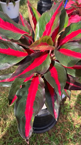 Сегодня про приятное – новогодние розыгрыши этого сезона Сегодня про приятное – новогодние розыгрыши этого сезона