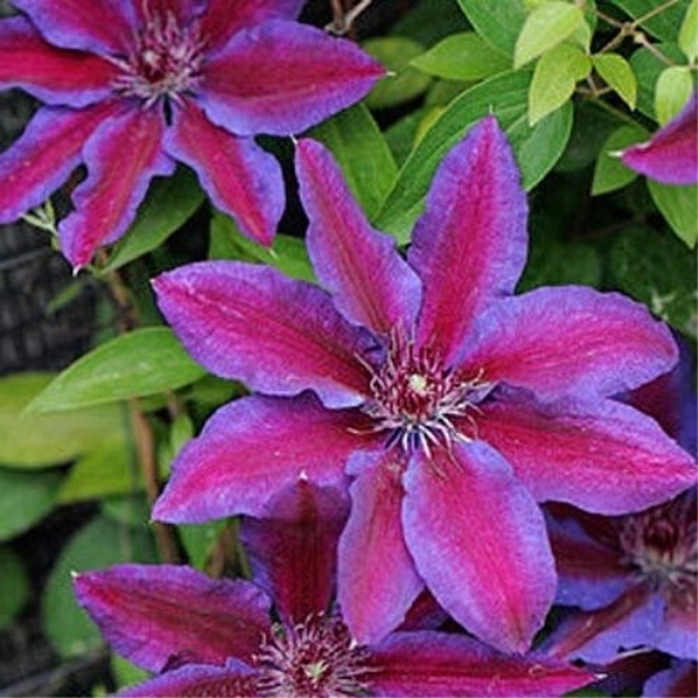 Клематис Akaishi (группа обрезки 2 слабая )