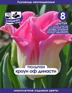Тюльпан Луковица, Кроун оф Династи, 8+шт