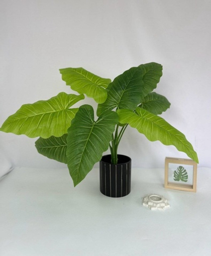 Куст Алоказии / Арт 6223