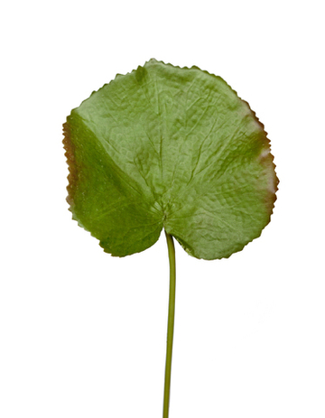 Лист галакса малый в-37 см