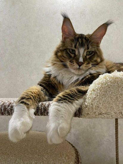 Домик когтеточка для кошки мейн-кун  КУН-18