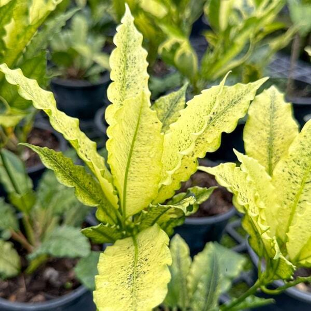 Кротон VARIEGATED – DANG (V70)
