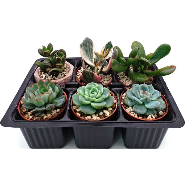 Набор суккулентов D5 №47564