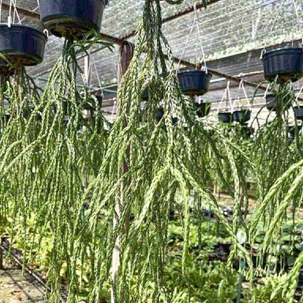 Хуперция H.KINNAREE